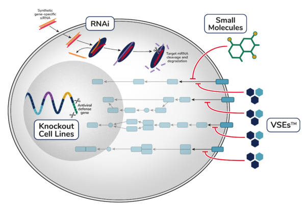 The Impact of Antiviral Defenses in Viral Vector Production – Virica ...
